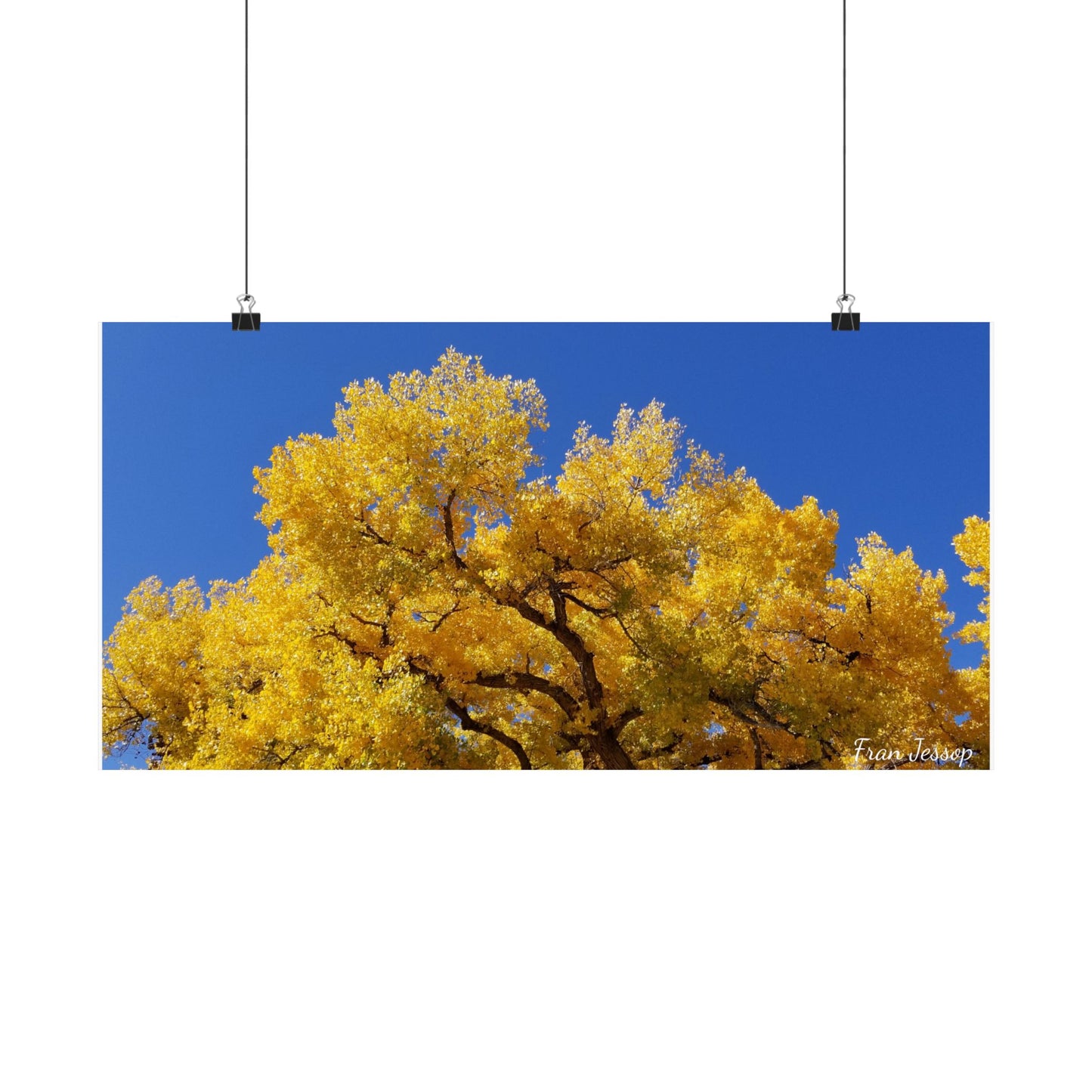 Photographic poster: NM Blue Sky and Cottonwood