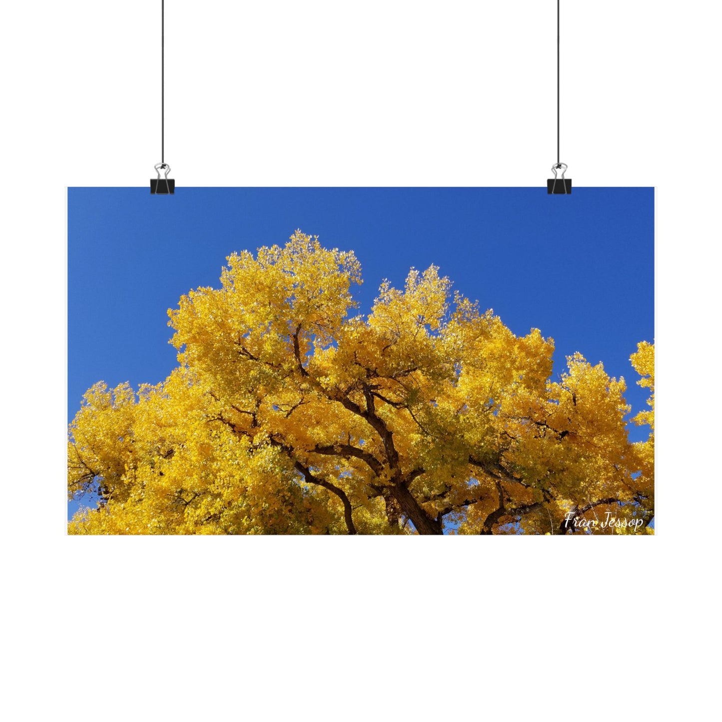 Photographic poster: NM Blue Sky and Cottonwood