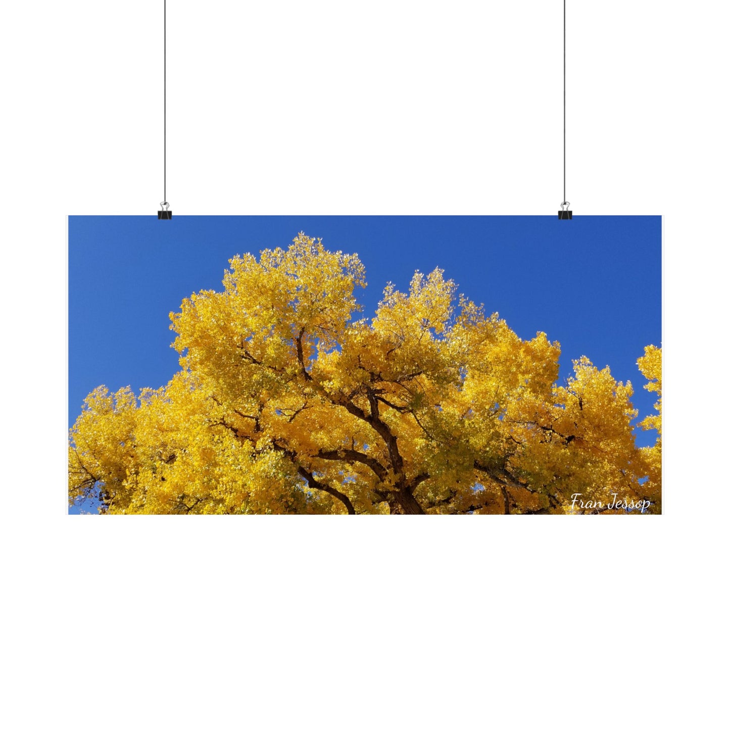 Photographic poster: NM Blue Sky and Cottonwood