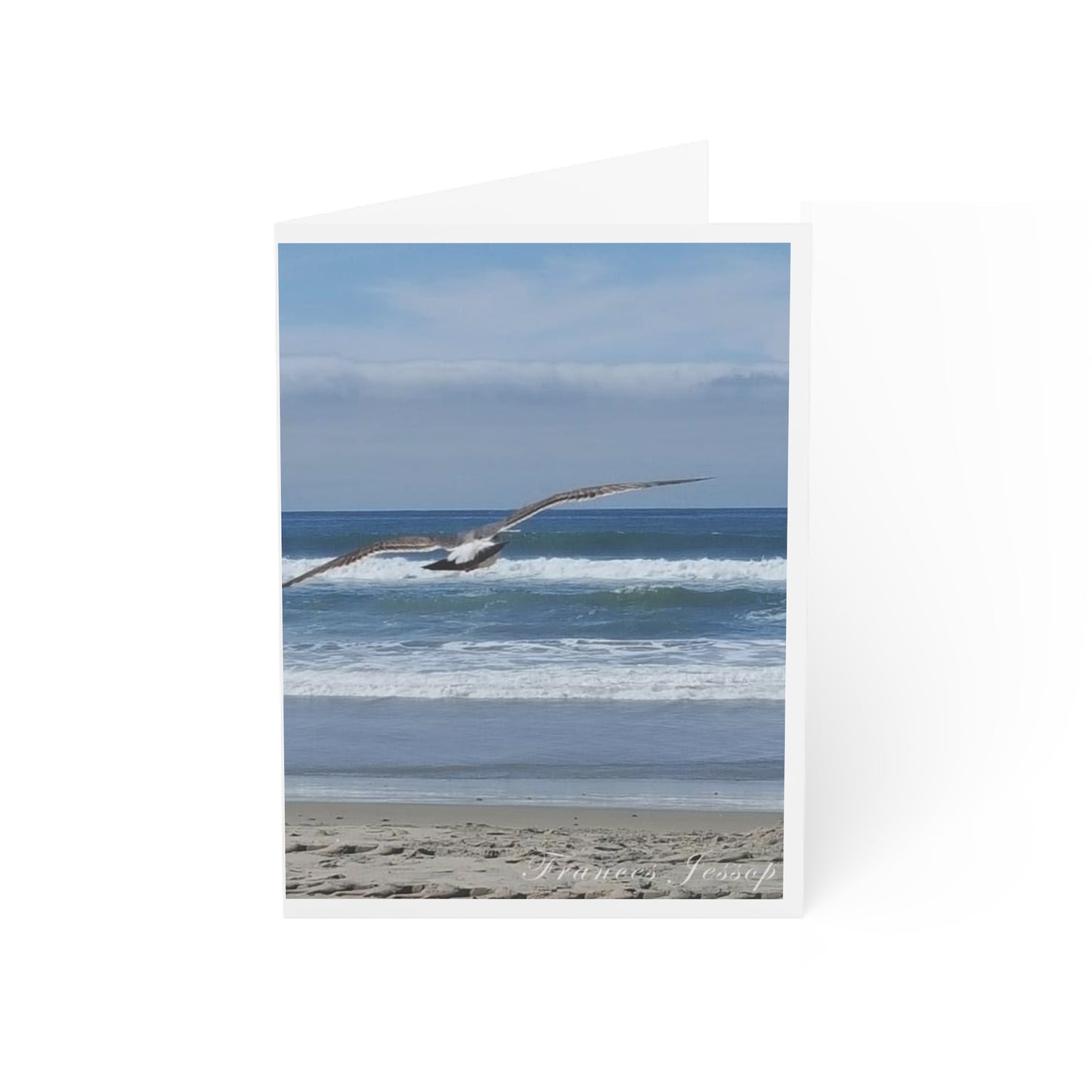 San Diego Seagull cards